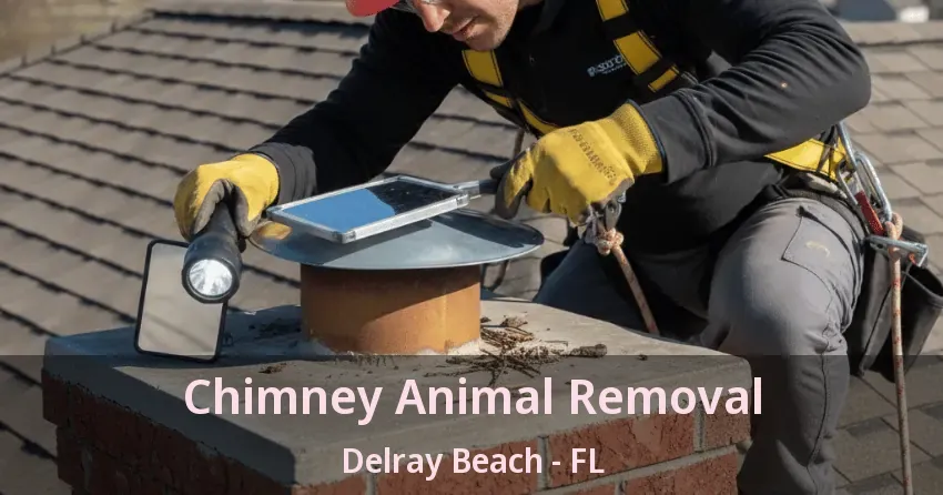 Chimney Animal Removal Delray Beach - FL